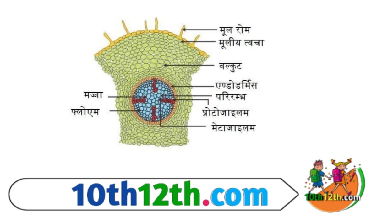 यह पुष्प के तने या डंठल के ऊपर पाया जाने वाला पुष्प का आधार होता है। यह रेसप्टकल ही होता है, जिससे पुष्प के सभी भाग इससे जुड़े होते हैं।